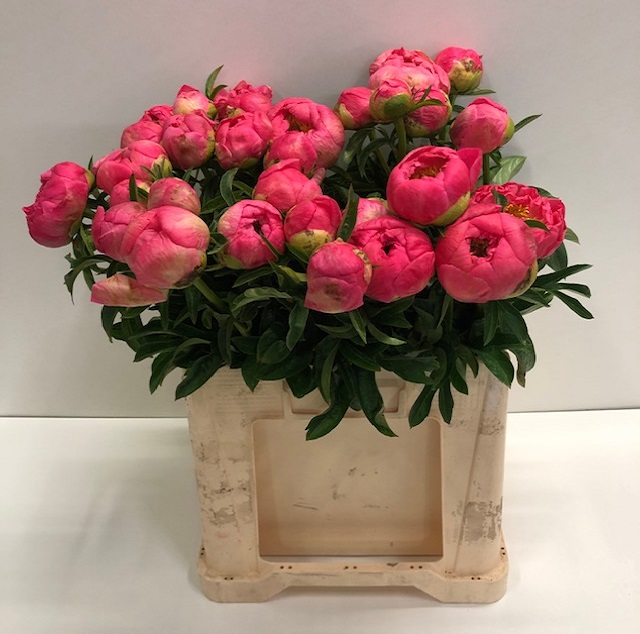 Paeonia coral sunset_60.jpg